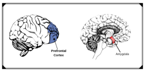Prefrontal-Cortex & Amygdala